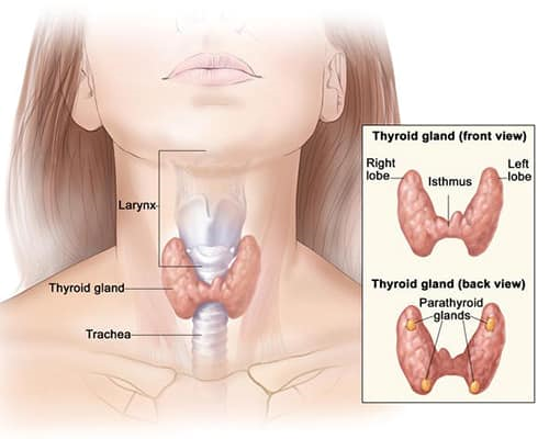 UNG THƯ TUYẾN GIÁP